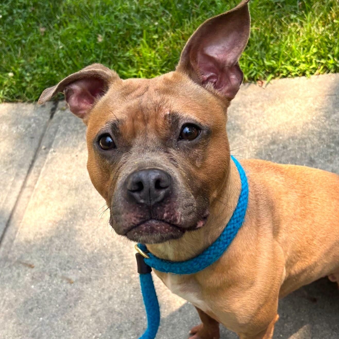 Vivian, a Adoptable Mixed Breed in Brookhaven, NY image 2/3