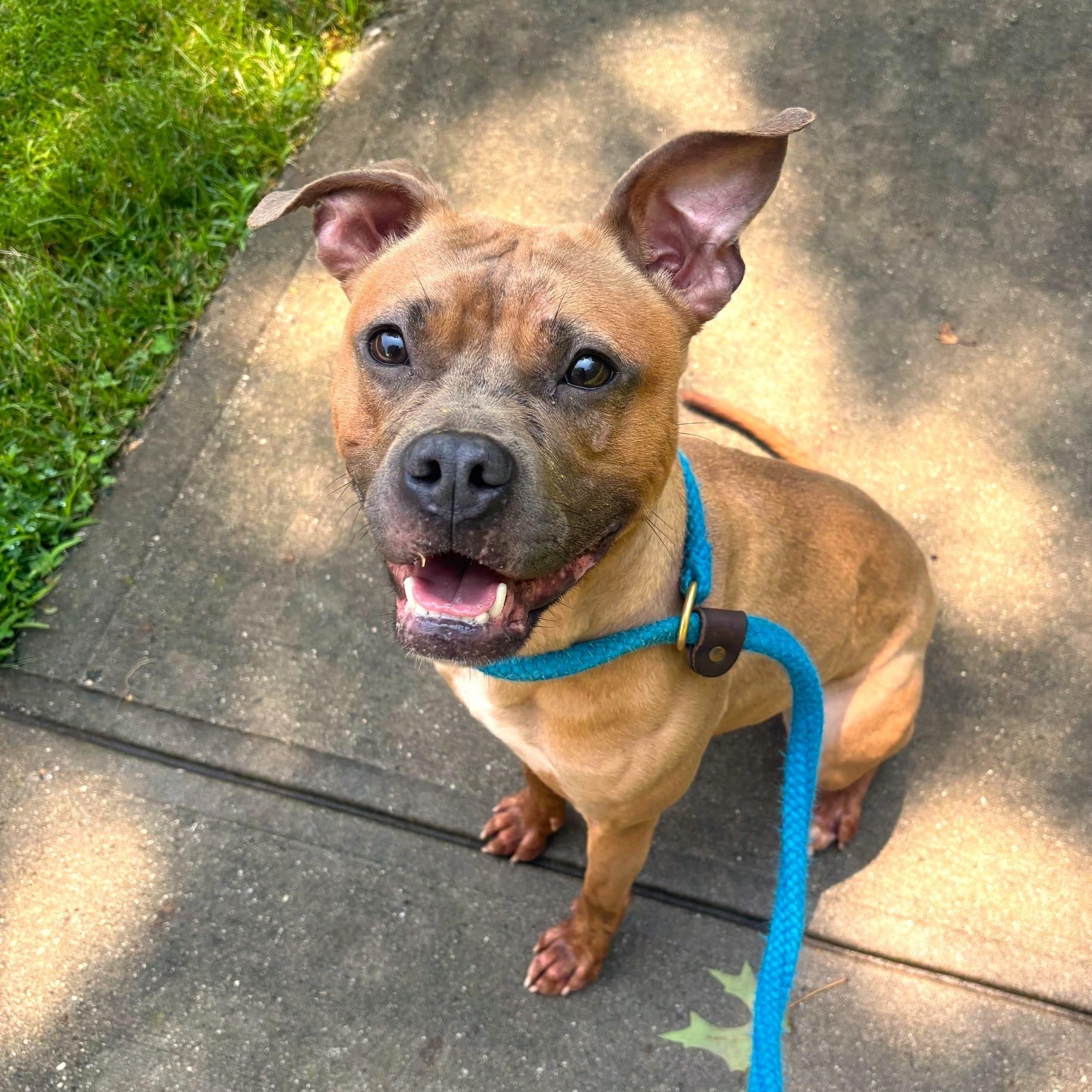 Vivian, a Adoptable Mixed Breed in Brookhaven, NY image 3/3