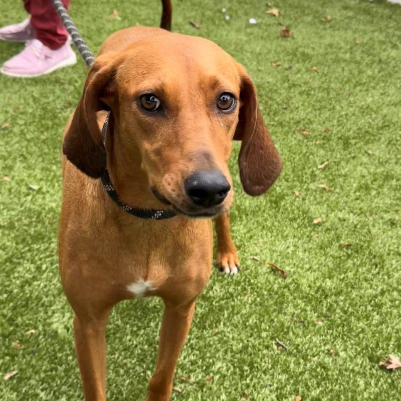 Enlarge Debbie, a Adoptable Coonhound in New Bedford, MA image 2/2