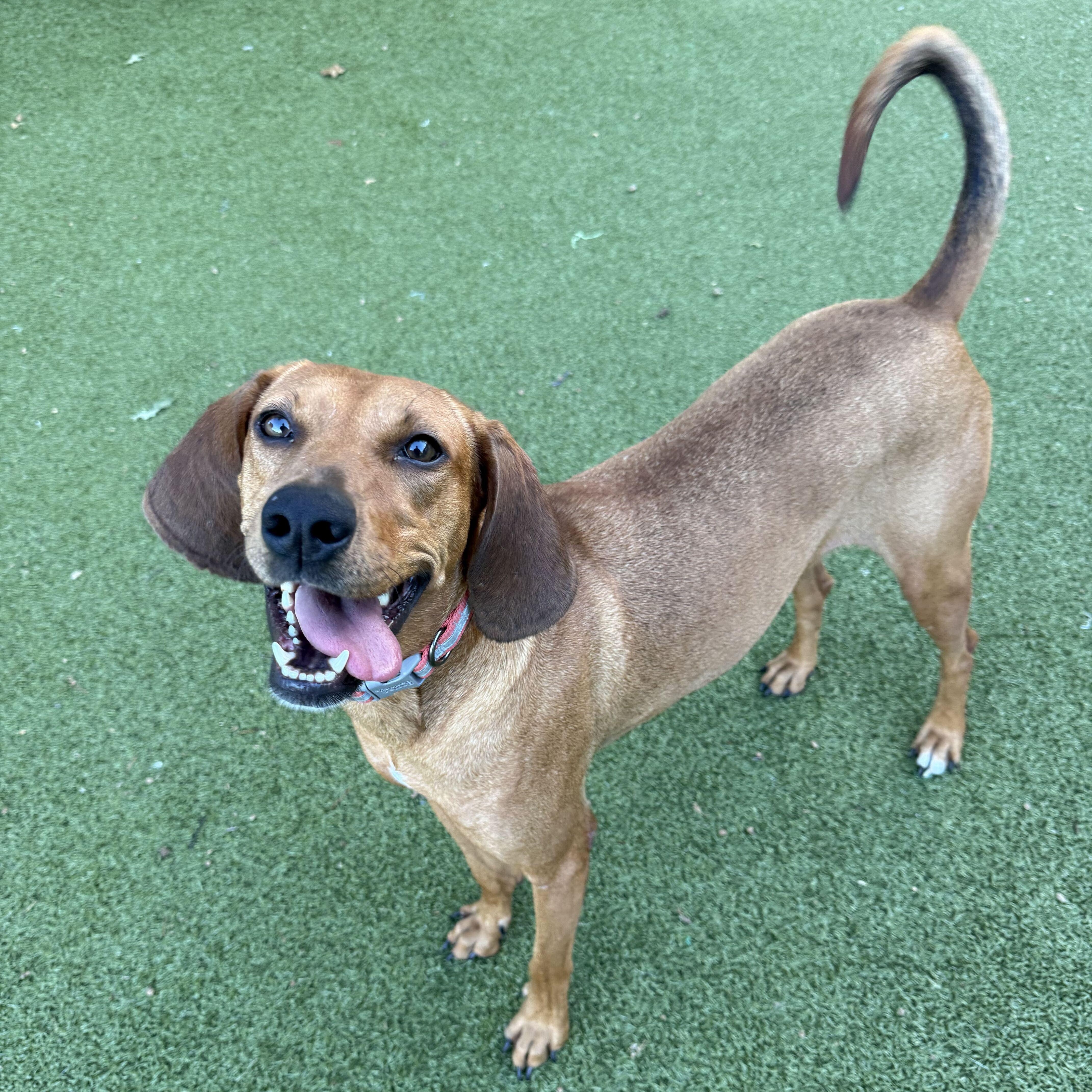 Debbie, Adoptable, Young Female Coonhound.