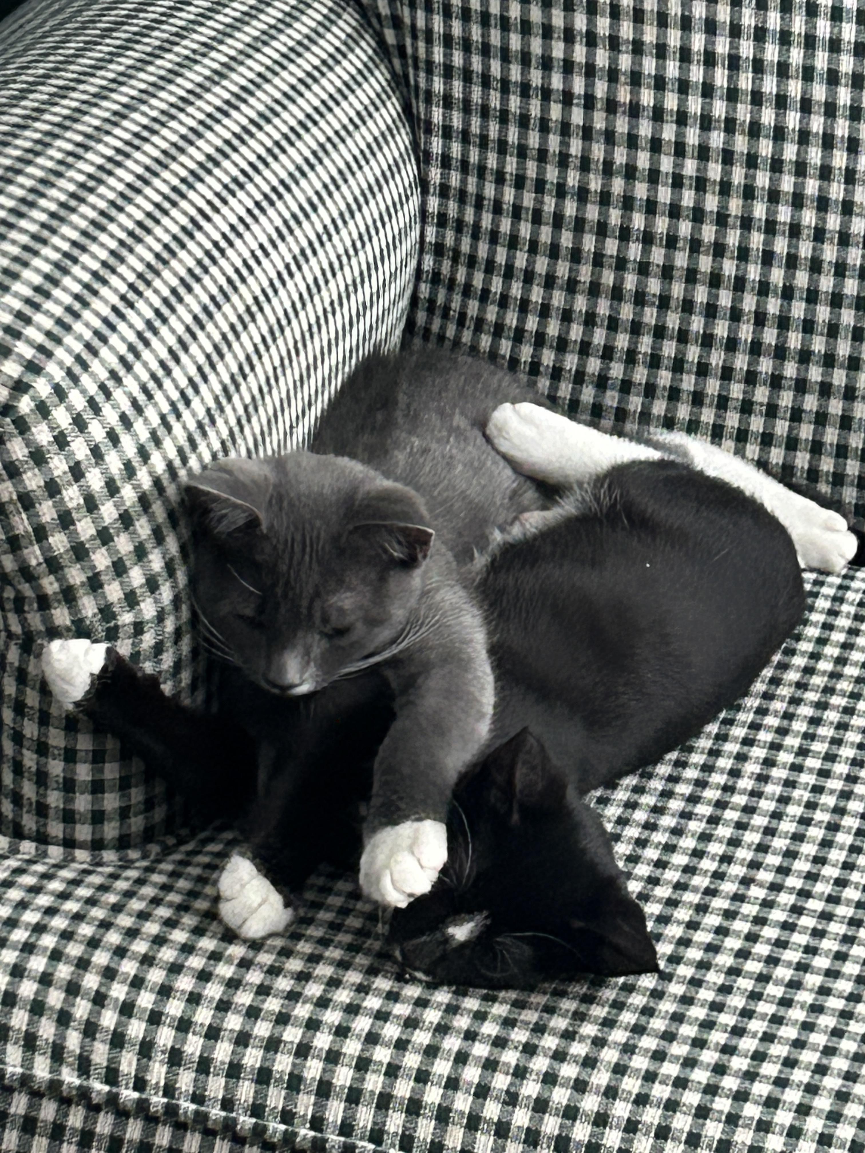 Enlarge Smokey & Scooby kittens , an adoption pending Domestic Short Hair in Enfield, CT image 1/5