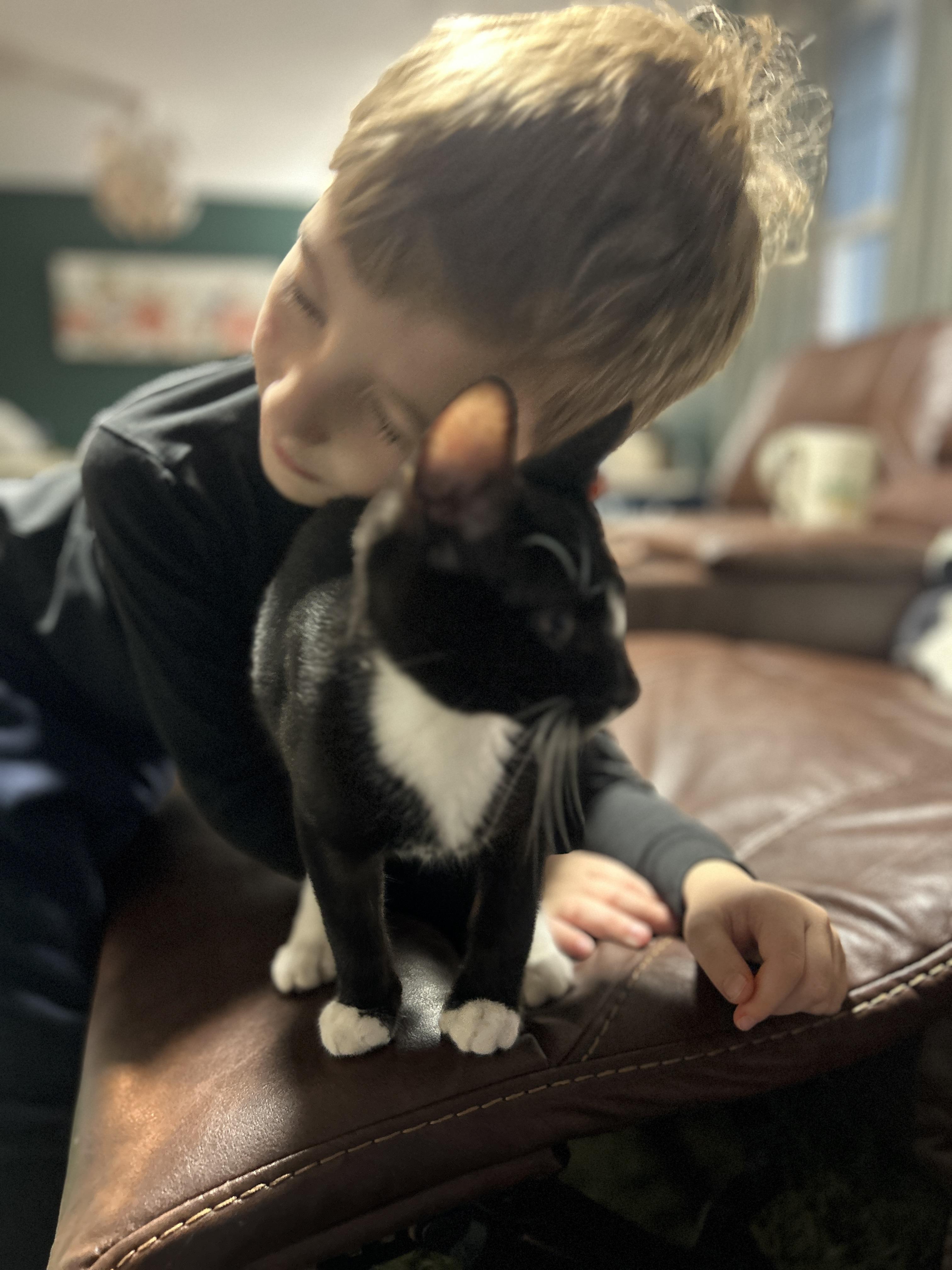 Enlarge Smokey & Scooby kittens , an adoption pending Domestic Short Hair in Enfield, CT image 2/5