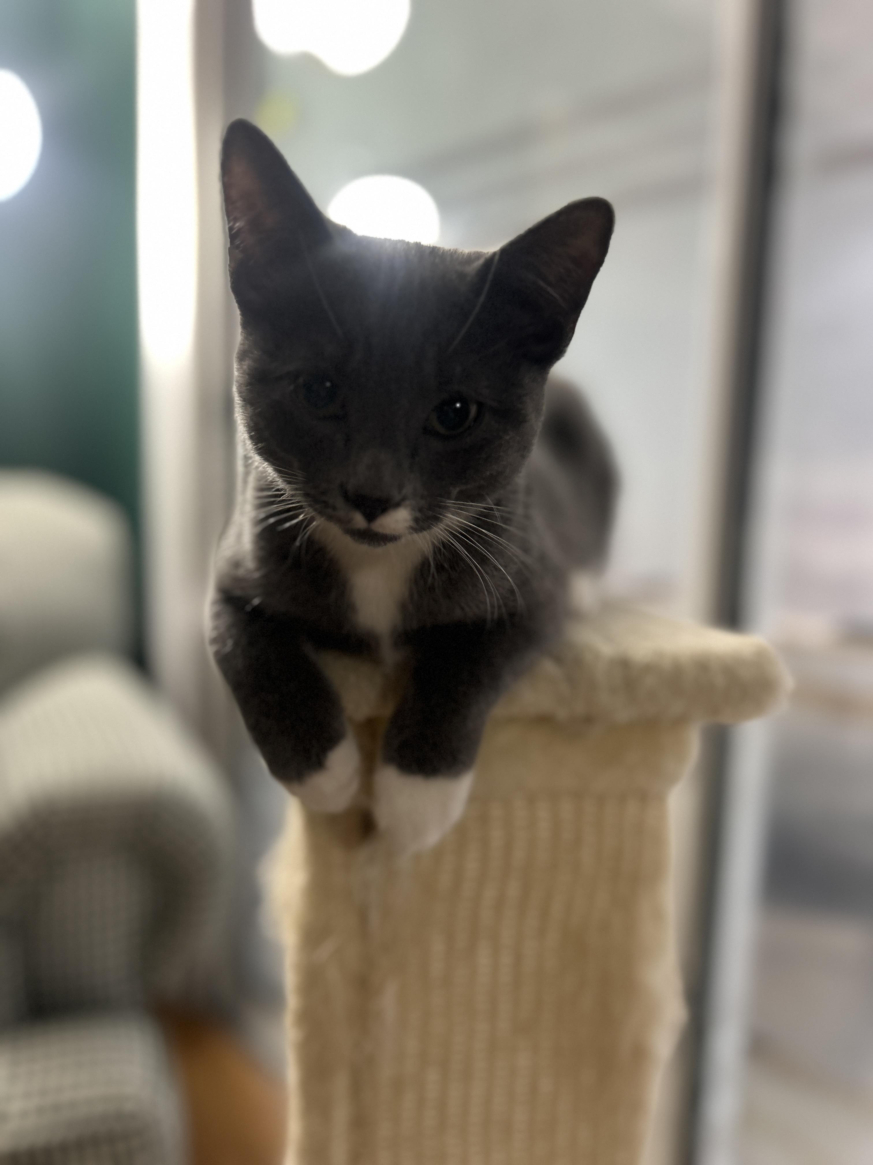 Enlarge Smokey & Scooby kittens , an adoption pending Domestic Short Hair in Enfield, CT image 4/5