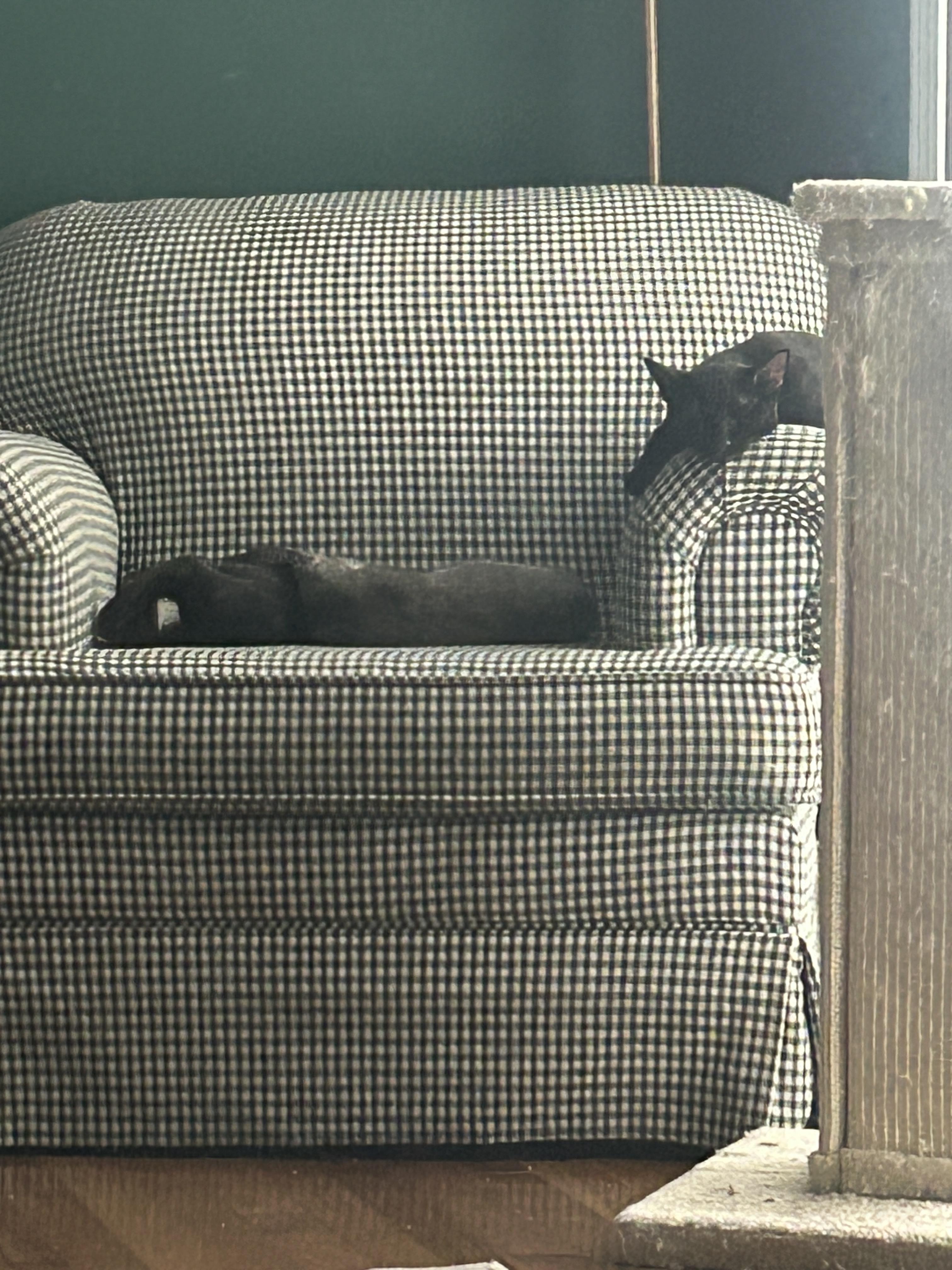 Enlarge Smokey & Scooby kittens , an adoption pending Domestic Short Hair in Enfield, CT image 5/5