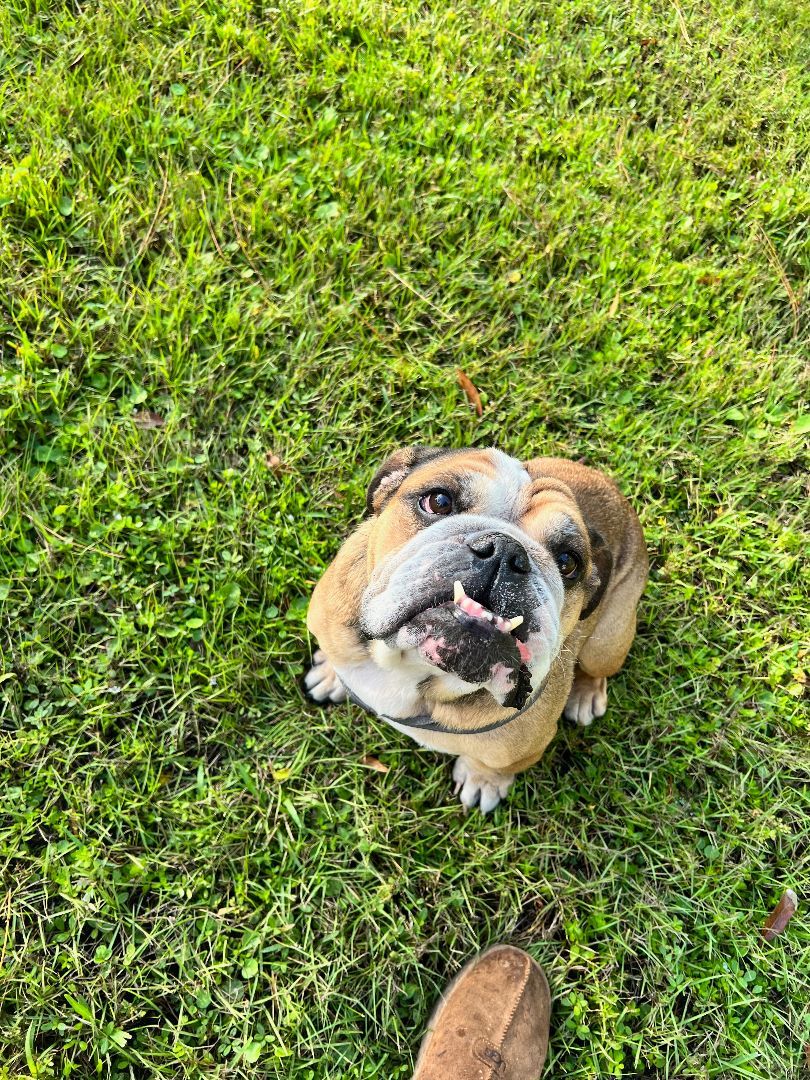 Sasha, Adopted, Adult Female English Bulldog.