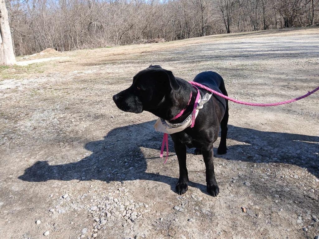 Enlarge Baby, a Adoptable Labrador Retriever in Crocker, MO image 2/6