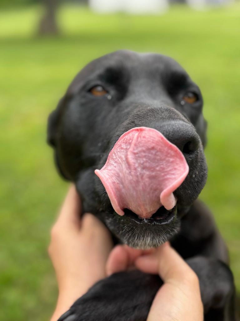 Enlarge Baby, a Adoptable Labrador Retriever in Crocker, MO image 6/6