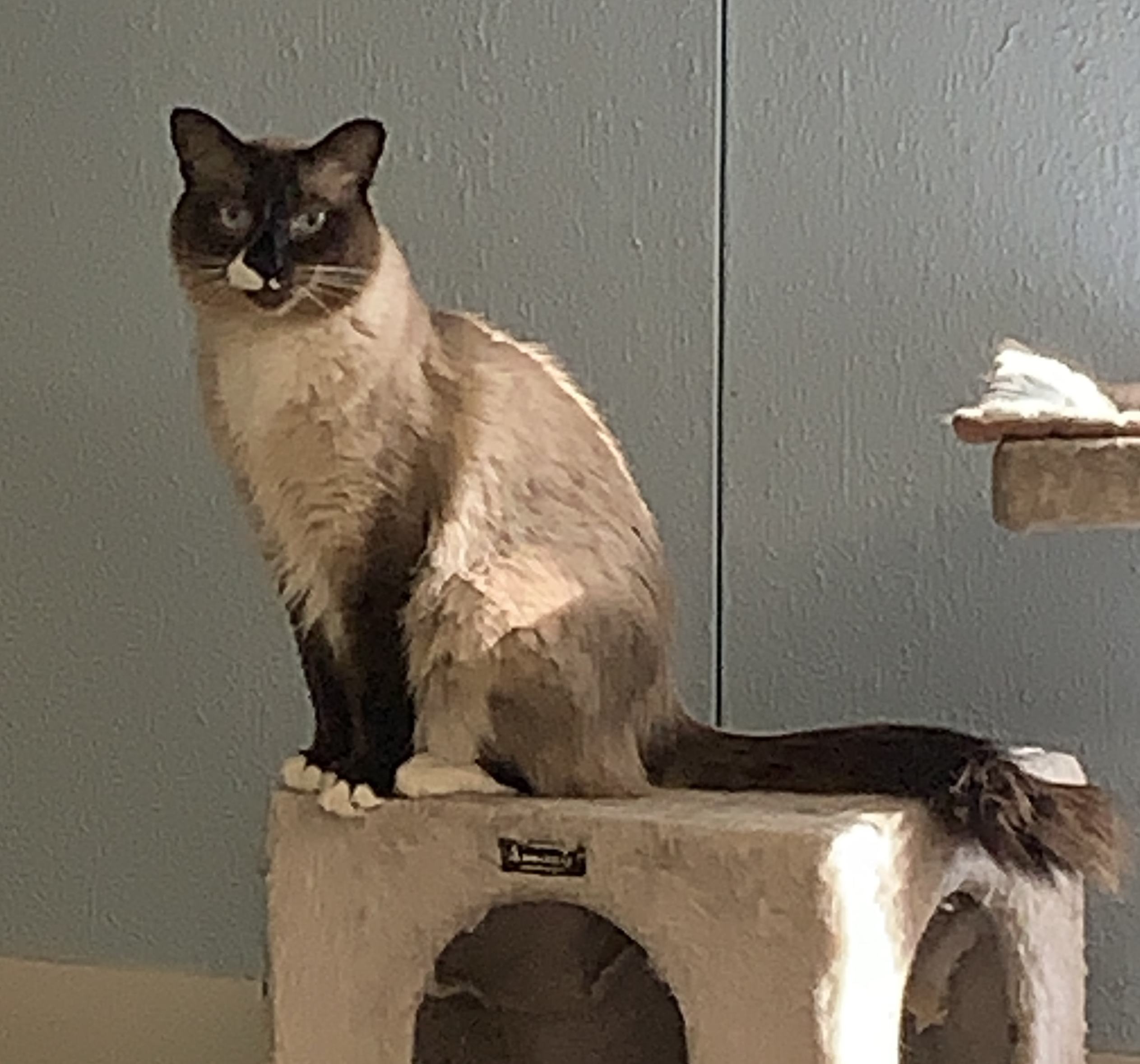 Angus-VERY Shy, a Adoptable mixed breed in Anchorage, AK image 1/6