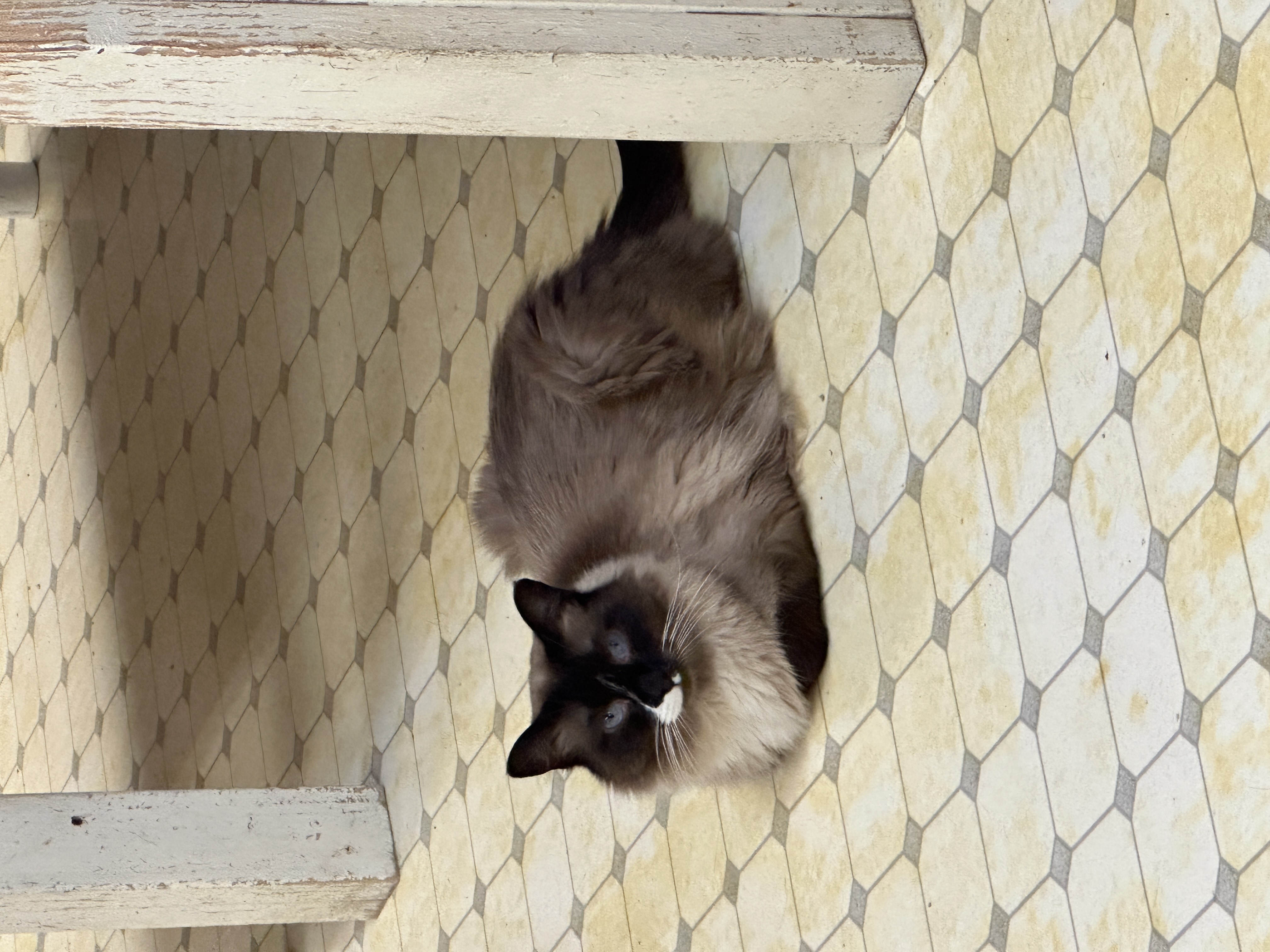 Angus-VERY Shy, a Adoptable mixed breed in Anchorage, AK image 2/6