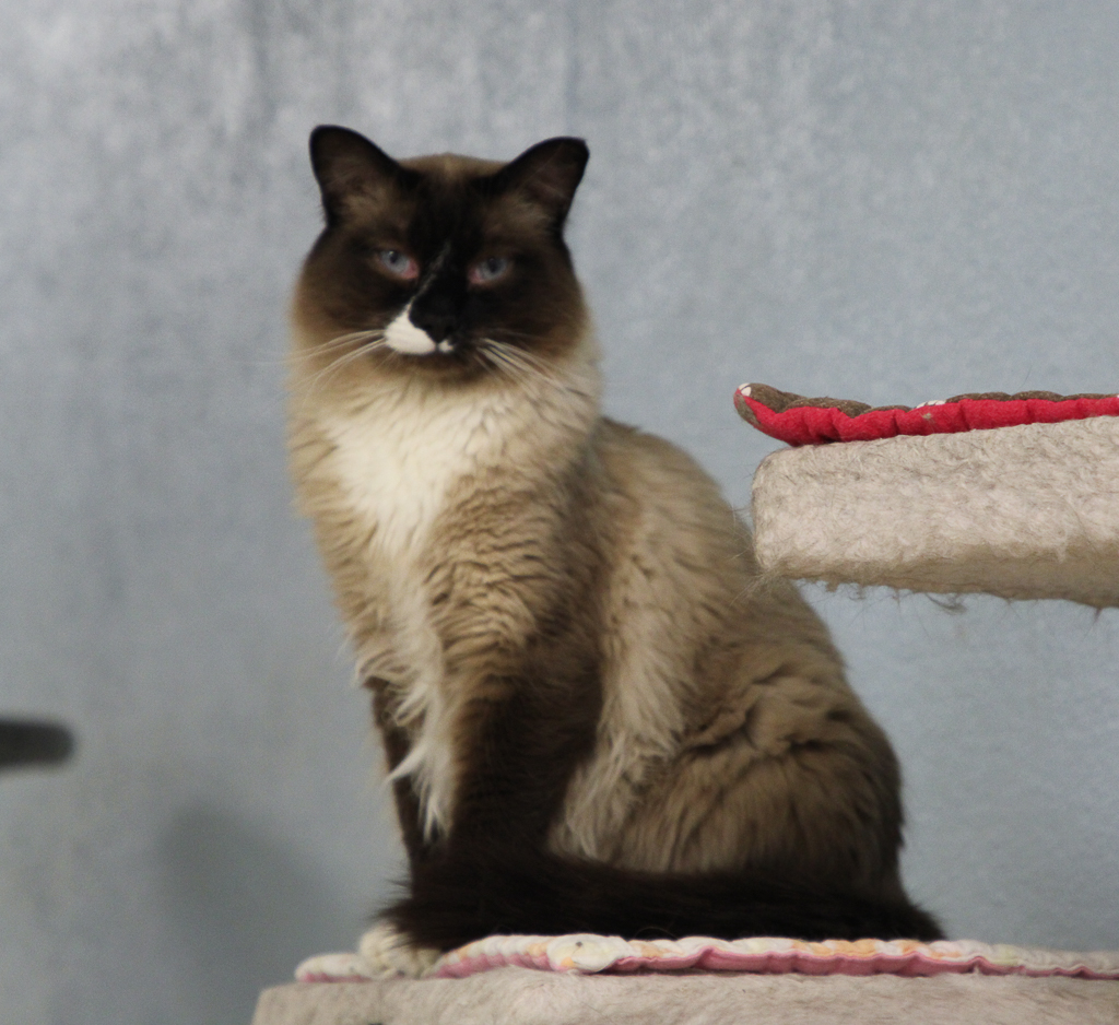 Angus-VERY Shy, a Adoptable mixed breed in Anchorage, AK image 3/6