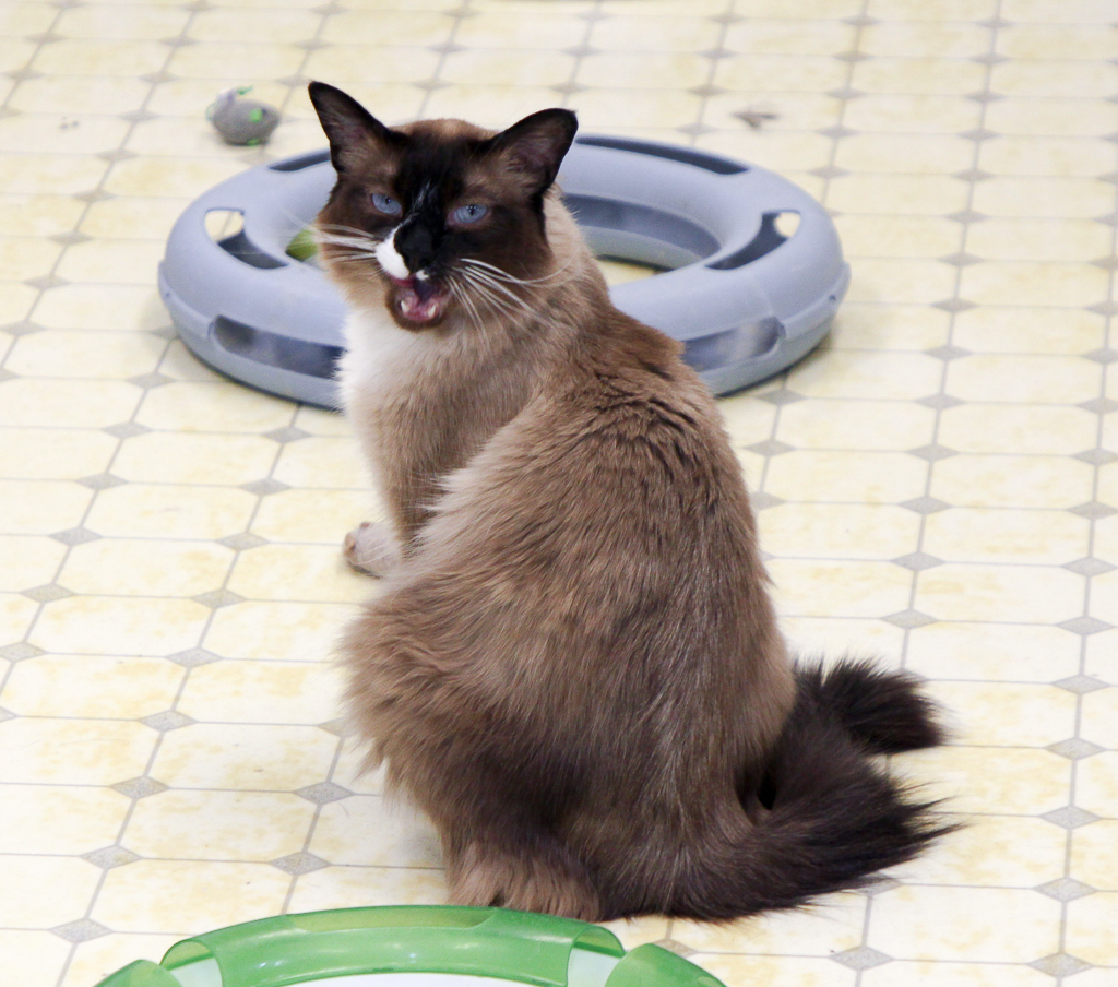 Angus-VERY Shy, a Adoptable mixed breed in Anchorage, AK image 4/6