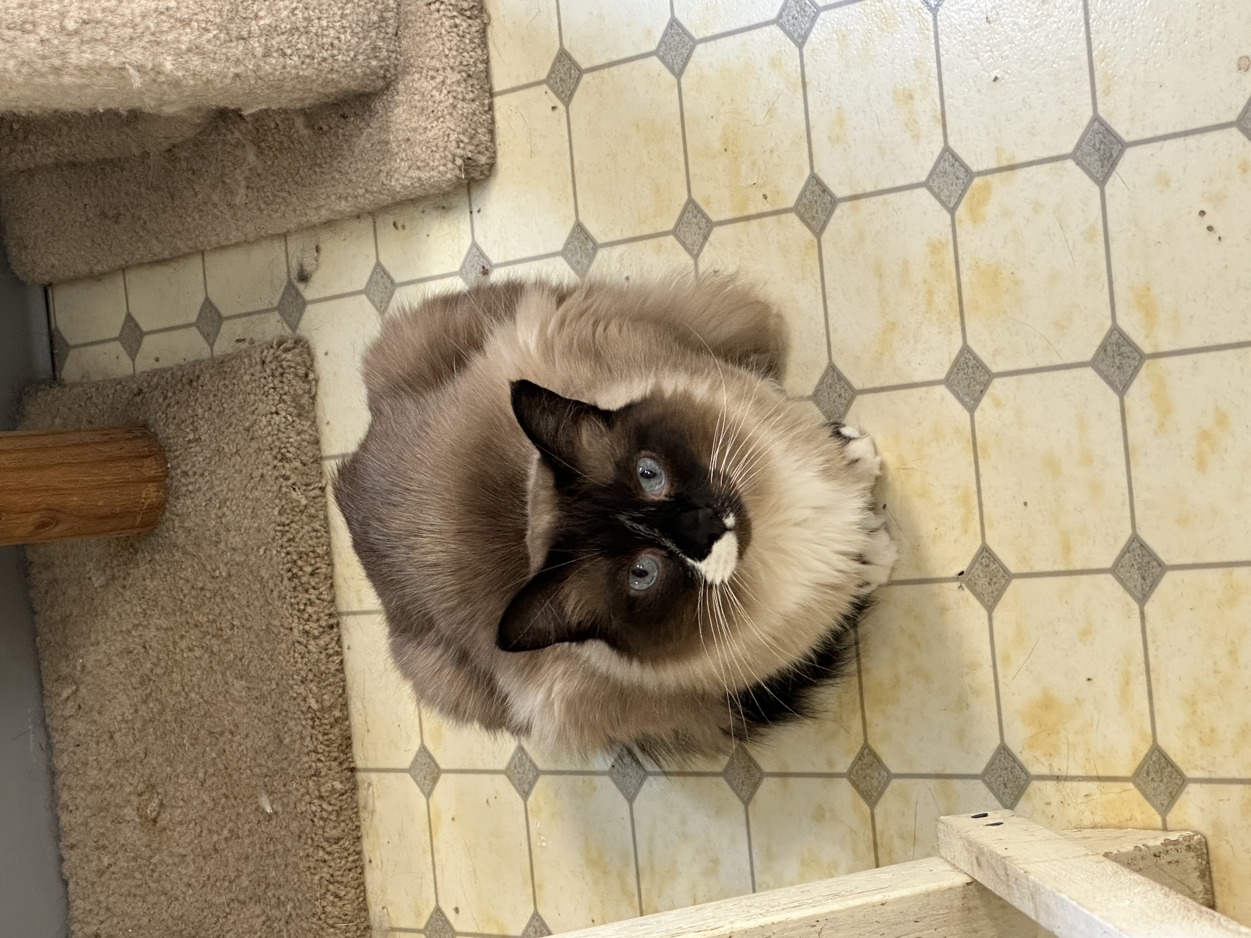 Angus-VERY Shy, a Adoptable mixed breed in Anchorage, AK image 5/6