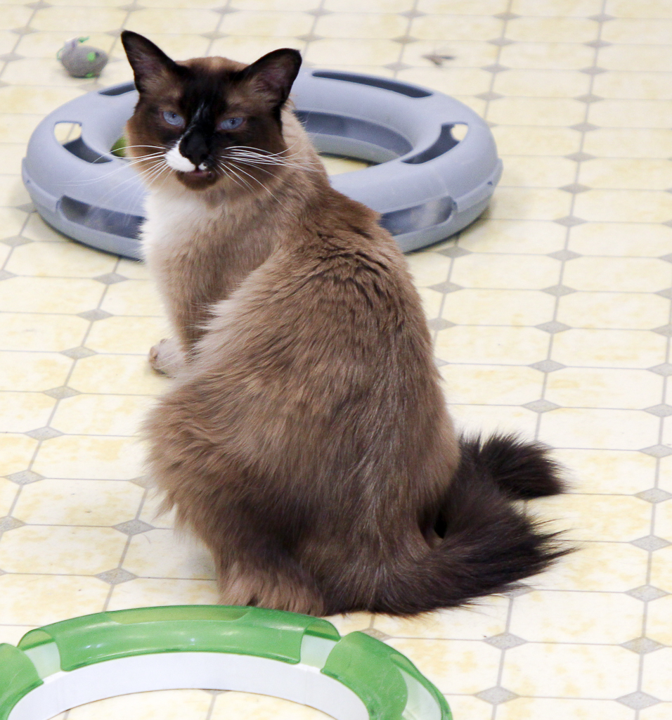 Angus-VERY Shy, a Adoptable mixed breed in Anchorage, AK image 6/6