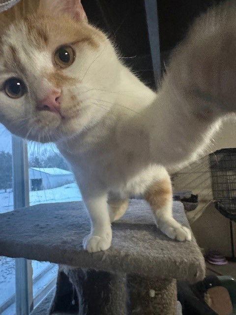 Scout — thumbnail 2