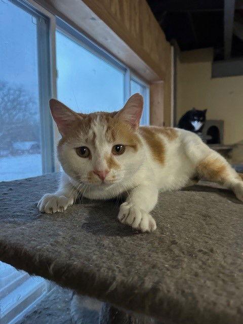 Scout — thumbnail 3