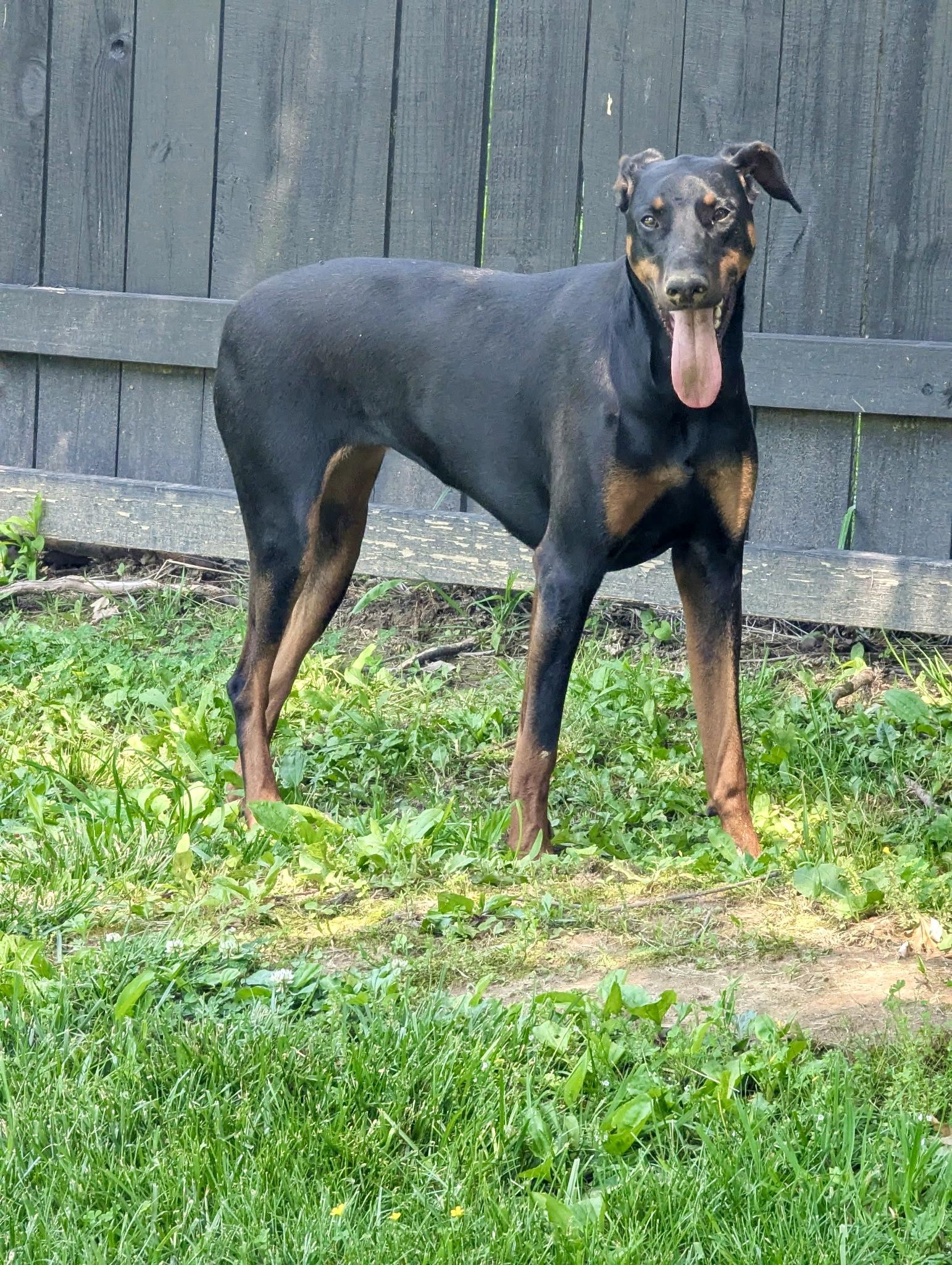 Enlarge Karma, a ADOPTABLE Doberman Pinscher in Louisville, KY image 3/3
