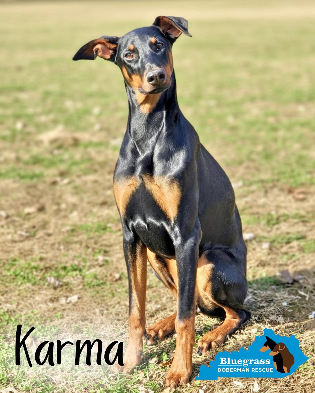 Karma, ADOPTABLE, Young Female Doberman Pinscher.
