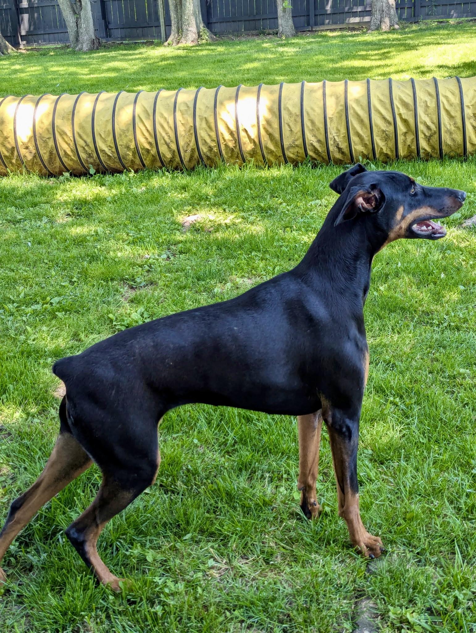 Enlarge Karma, a ADOPTABLE Doberman Pinscher in Louisville, KY image 2/3
