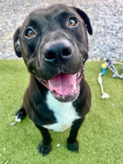 Judge, a Adoptable Mixed Breed in Port Saint Joe, FL image 1/3