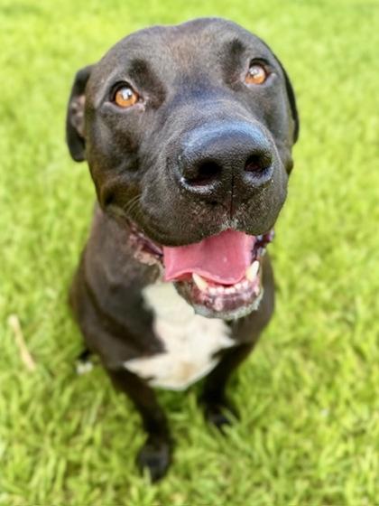 Judge, a Adoptable Mixed Breed in Port Saint Joe, FL image 2/3