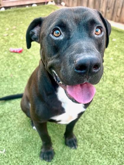 Enlarge Judge, a Adoptable Mixed Breed in Port Saint Joe, FL image 2/3