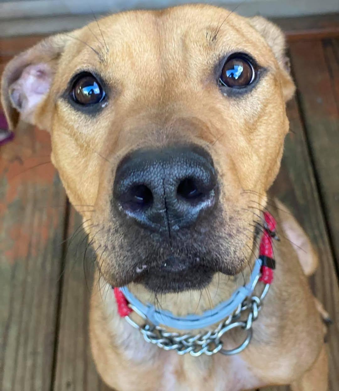 Chloe, ADOPTABLE, Adult Female American Staffordshire Terrier.