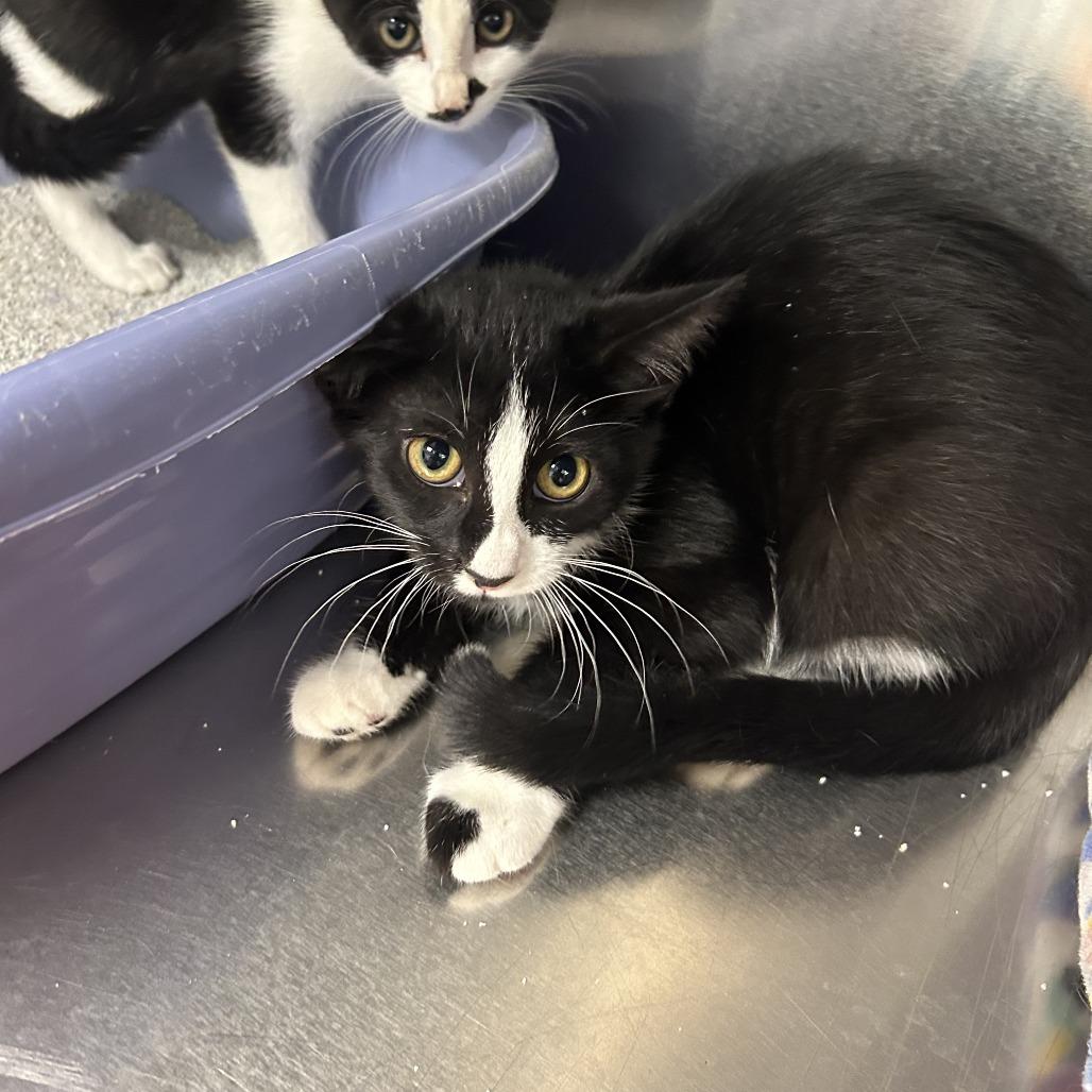 Dahlia, Adoptable, Kitten Female Domestic Short Hair.