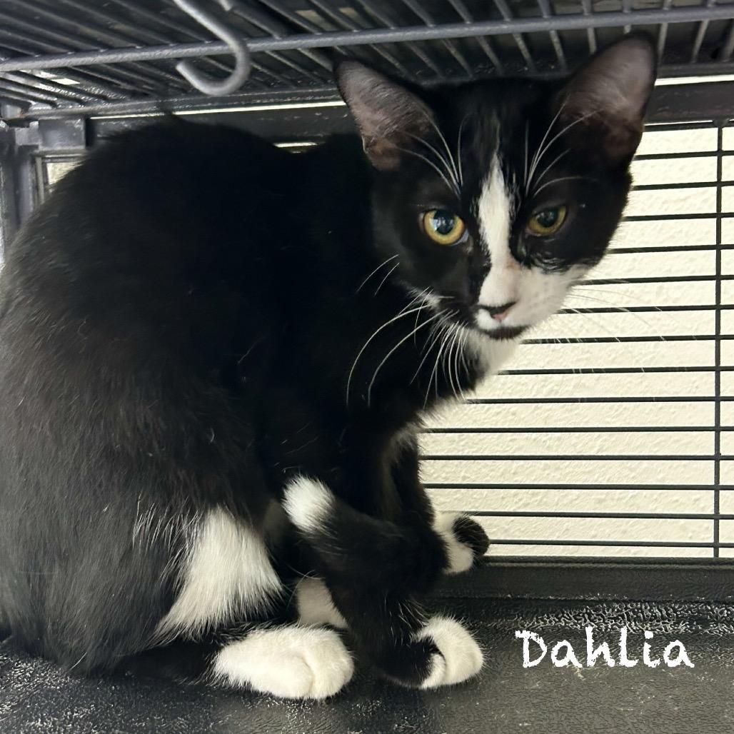 Enlarge Dahlia, a Adoptable Domestic Short Hair in Hannibal, MO image 2/2