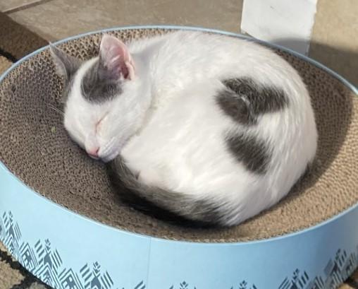 Noah, a Adoptable American Shorthair in Merced, CA image 3/6