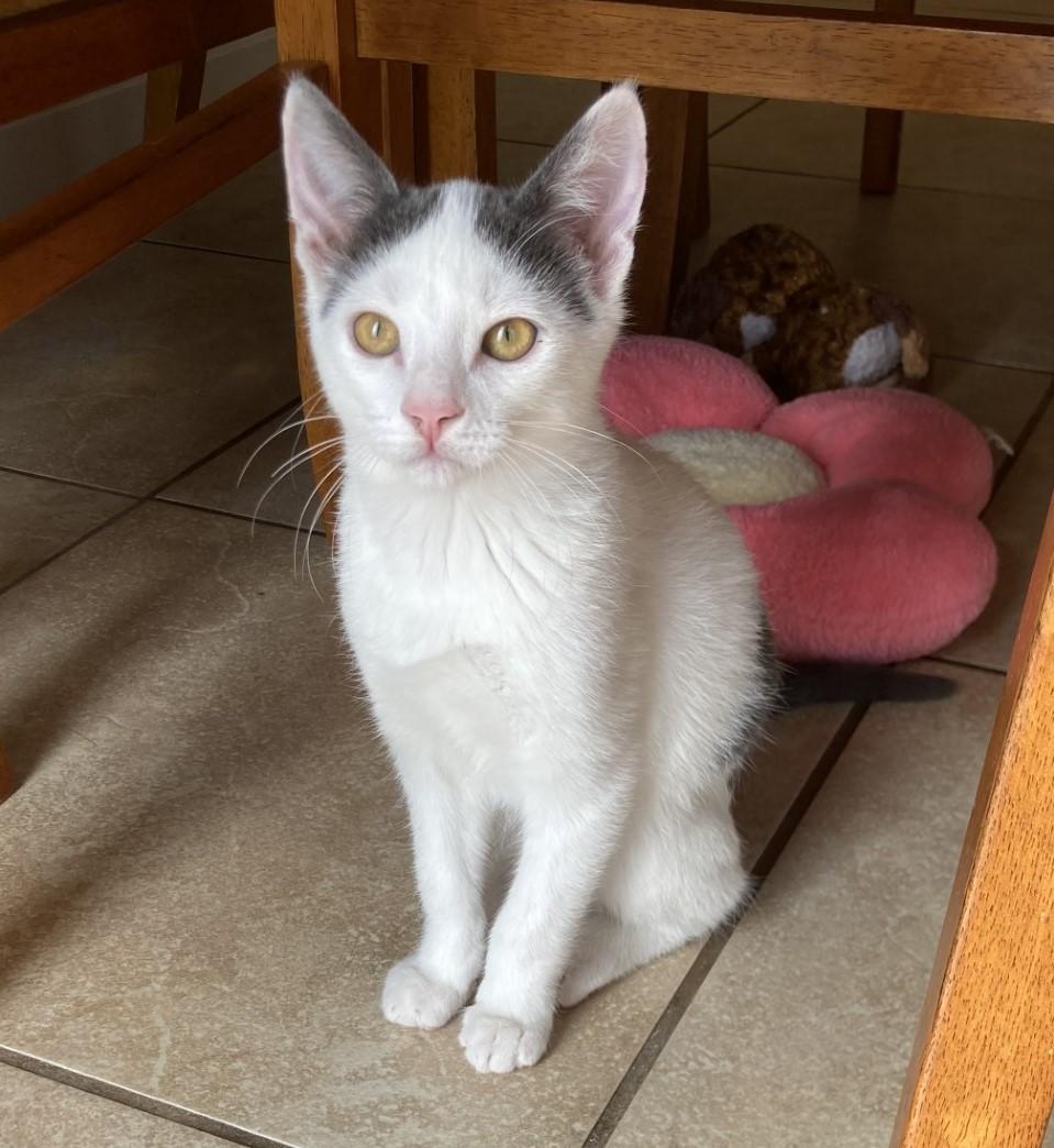 Noah, a Adoptable American Shorthair in Merced, CA image 6/6