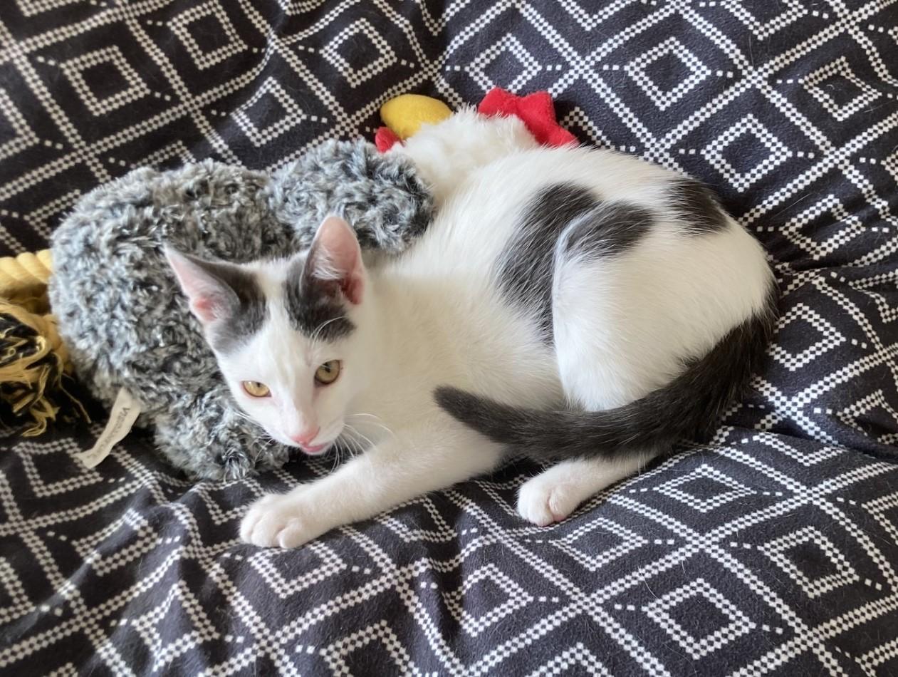 Noah, a Adoptable American Shorthair in Merced, CA image 5/6