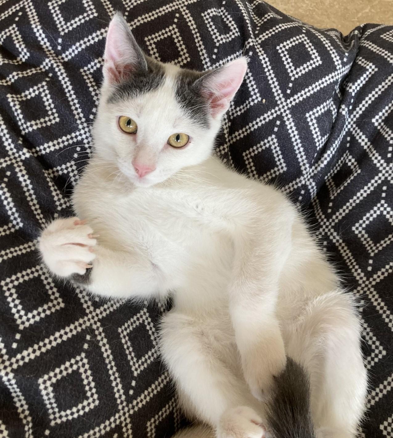 Noah, Adoptable, Kitten Male American Shorthair.