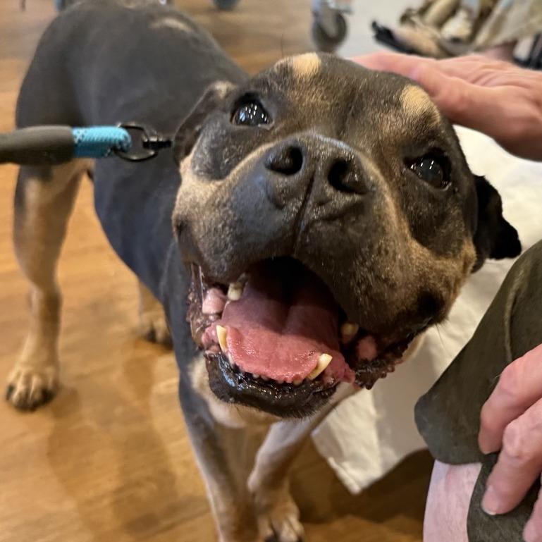Alexander, Adoptable, Senior Male Terrier.