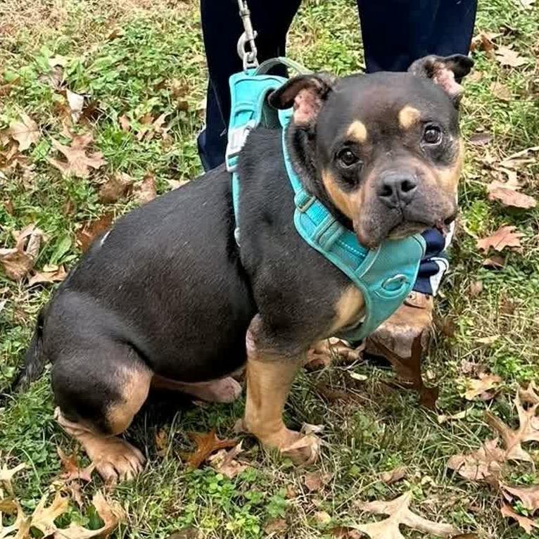 Enlarge Alexander, a Adoptable Terrier in Kansas City, MO image 1/6