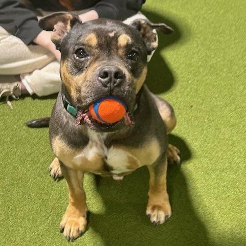 Enlarge Alexander, a Adoptable Terrier in Kansas City, MO image 2/6