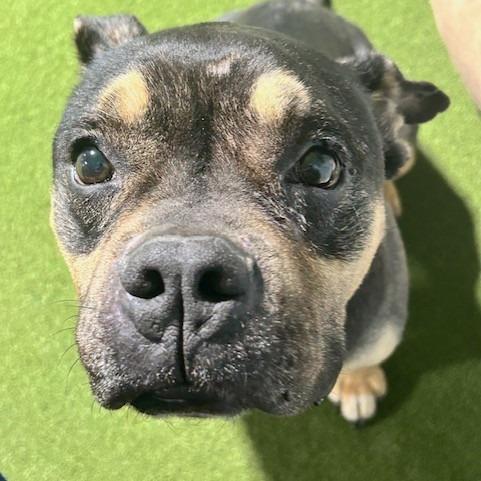 Enlarge Alexander, a Adoptable Terrier in Kansas City, MO image 3/6
