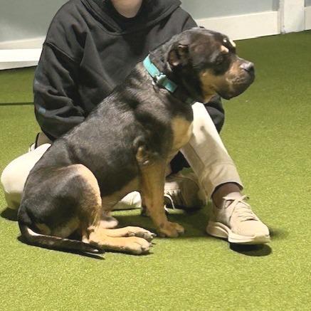 Enlarge Alexander, a Adoptable Terrier in Kansas City, MO image 4/6