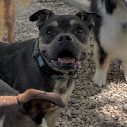 Alexander, a Adoptable Terrier in Kansas City, MO image 5/6
