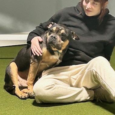 Enlarge Alexander, a Adoptable Terrier in Kansas City, MO image 5/6