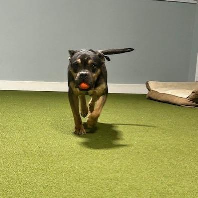 Enlarge Alexander, a Adoptable Terrier in Kansas City, MO image 6/6