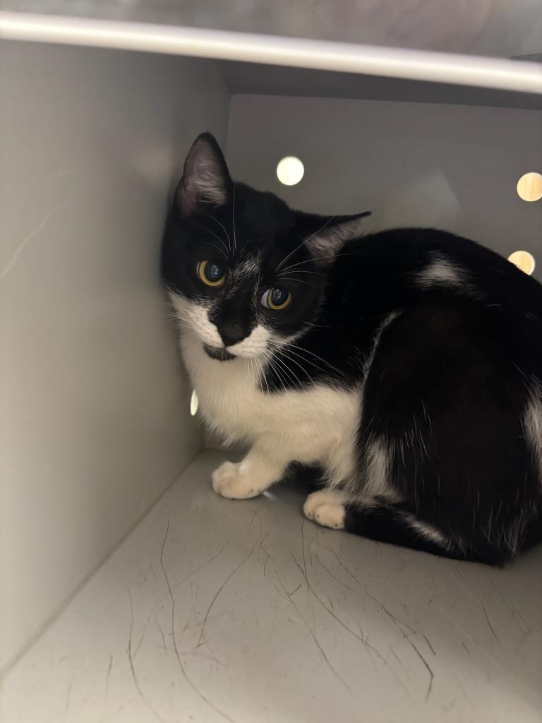 Maize, Adoptable, Young Female Domestic Short Hair.