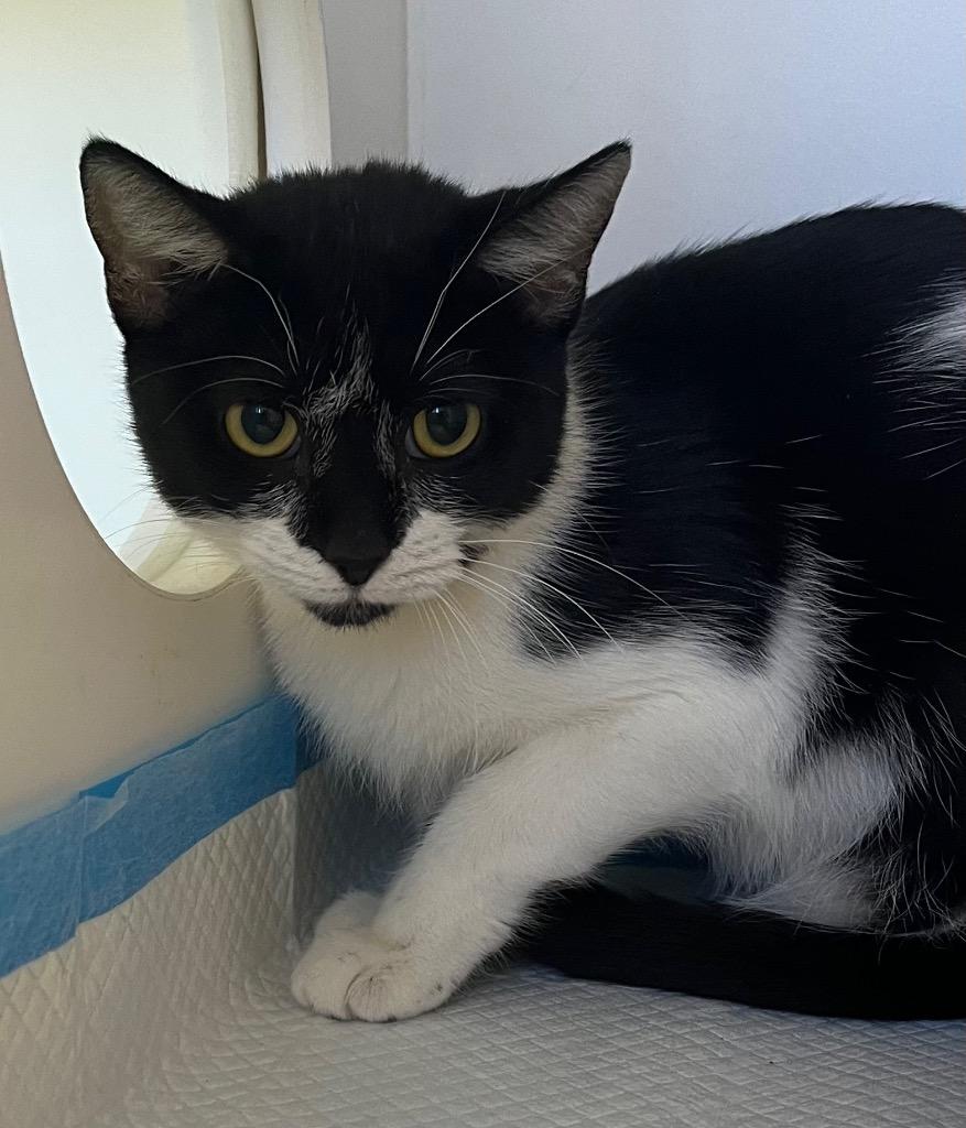 Maize, Adoptable, Young Female Domestic Short Hair.