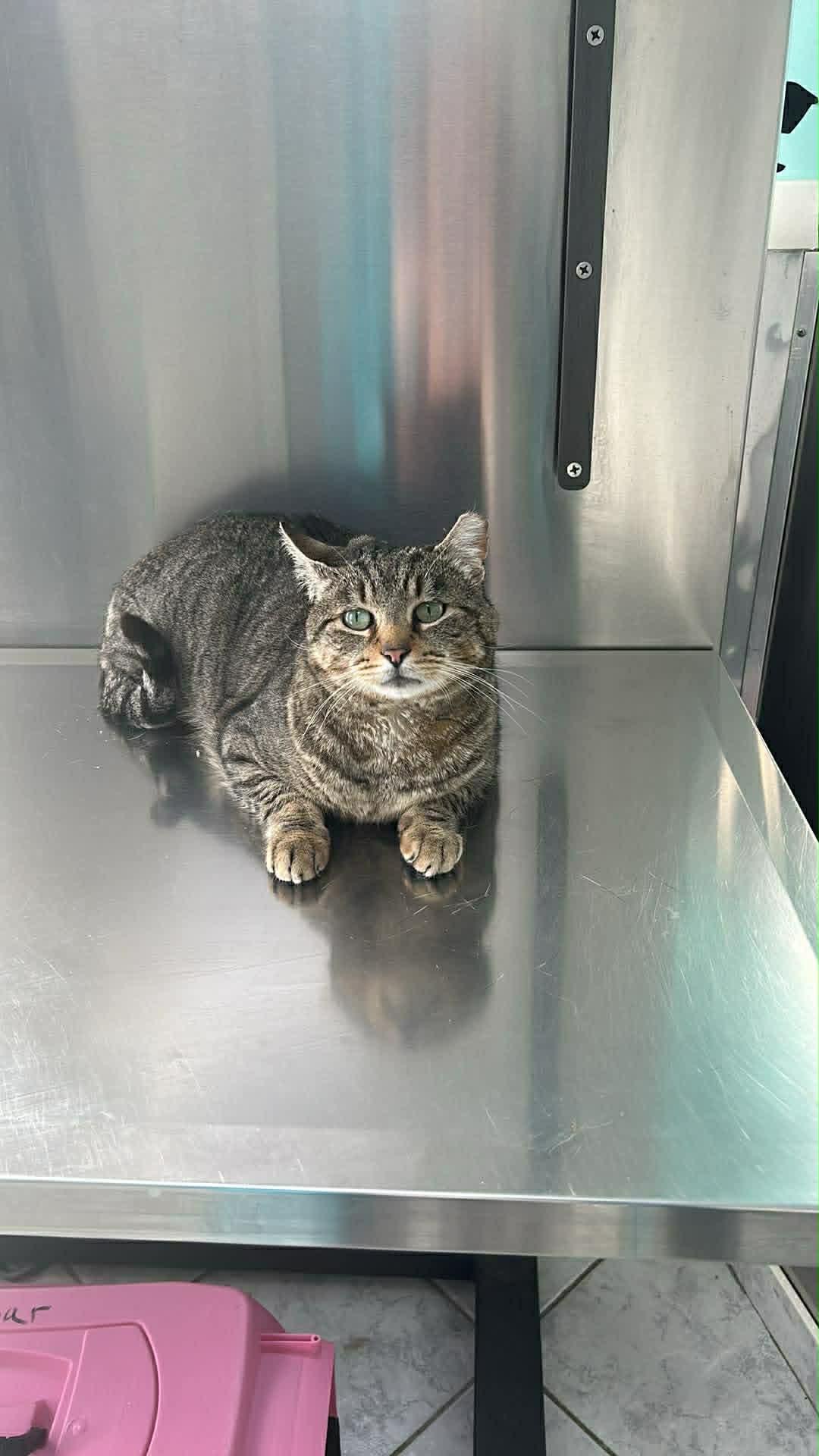 Enlarge Jerry , a ADOPTABLE Domestic Short Hair in Staten Island, NY image 4/4