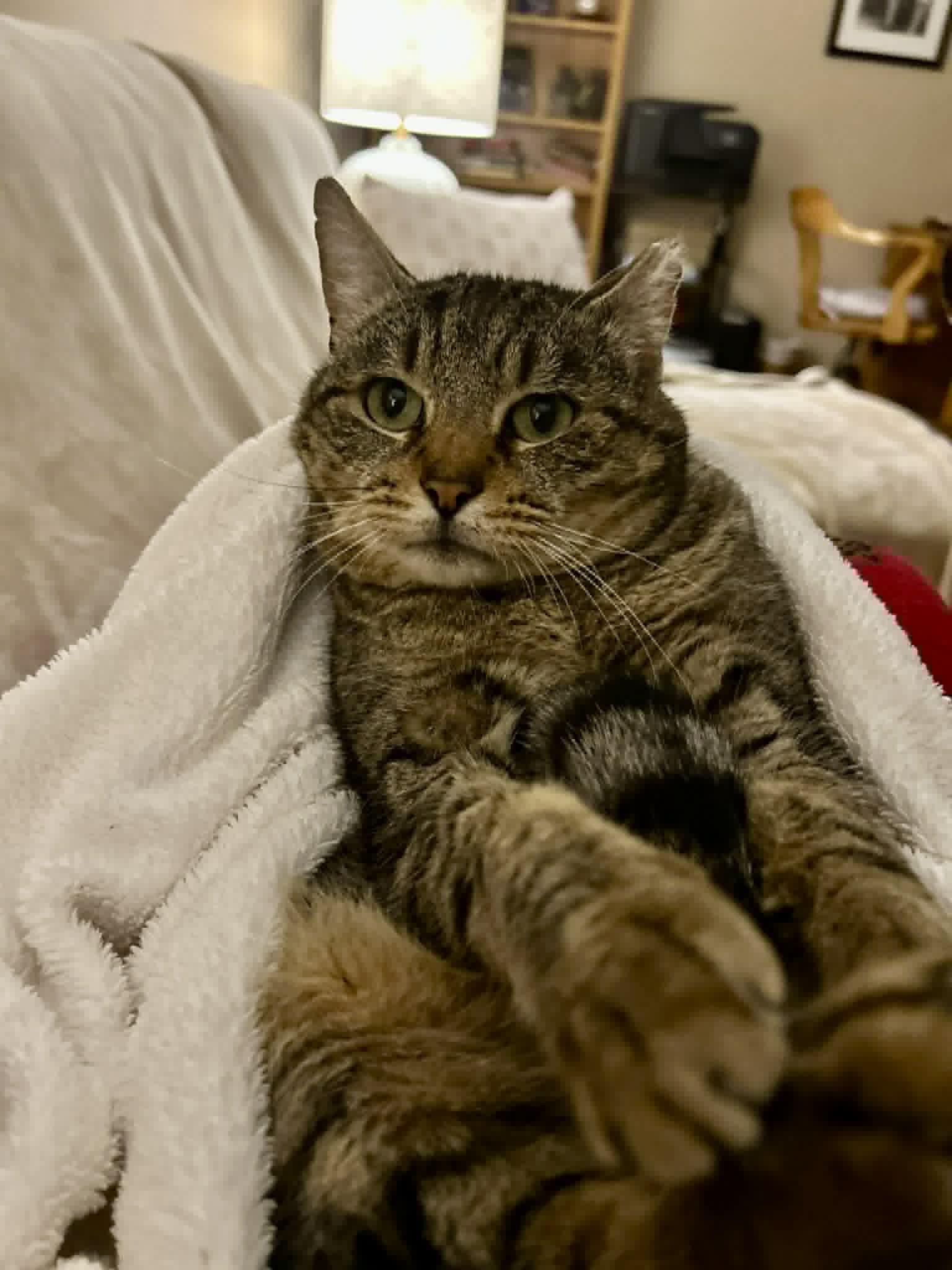 Jerry , ADOPTABLE, Young Male Domestic Short Hair.