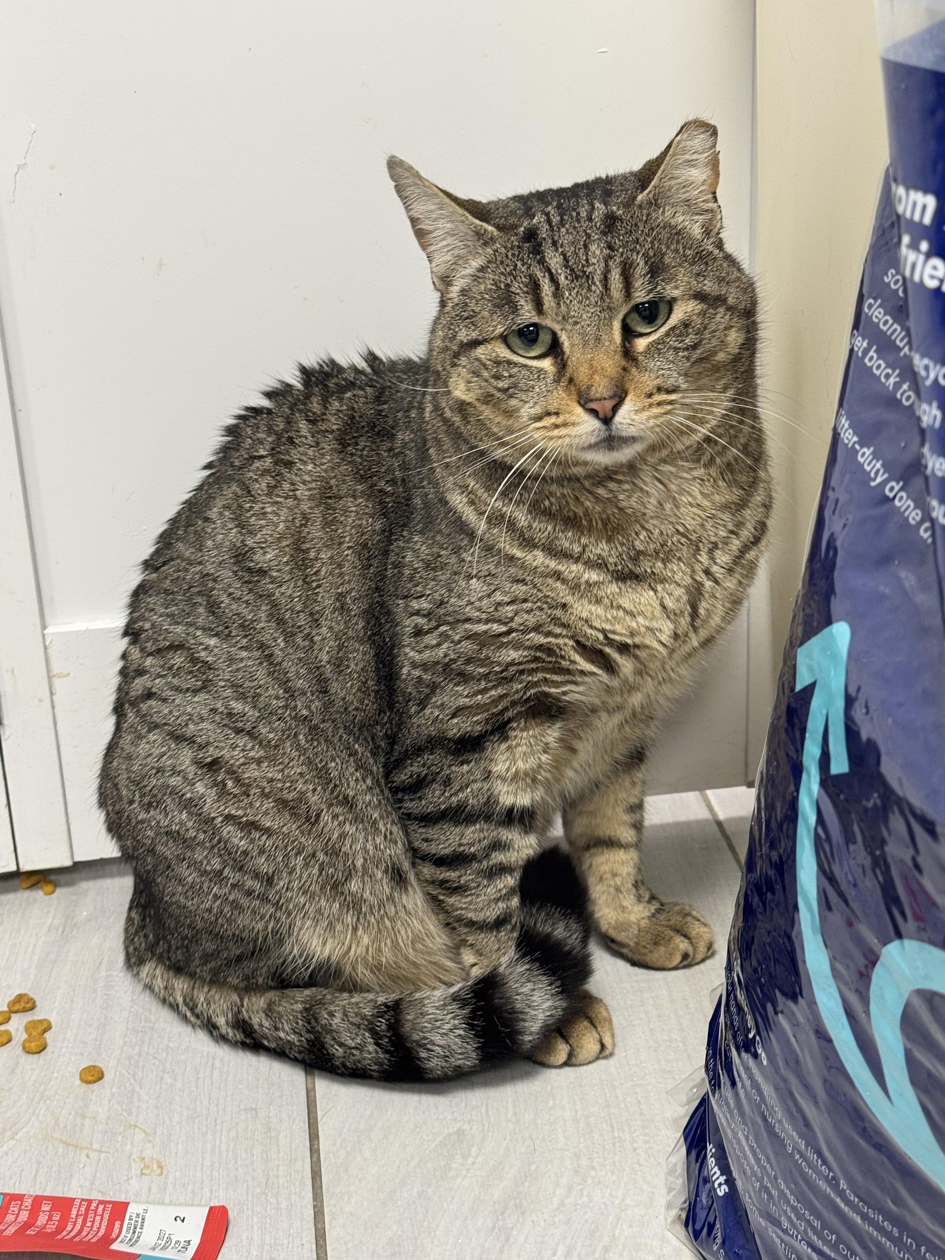 Enlarge Jerry , a ADOPTABLE Domestic Short Hair in Staten Island, NY image 2/4