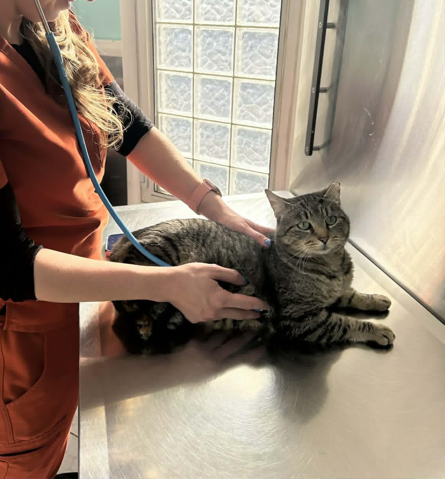 Enlarge Jerry , a ADOPTABLE Domestic Short Hair in Staten Island, NY image 3/4