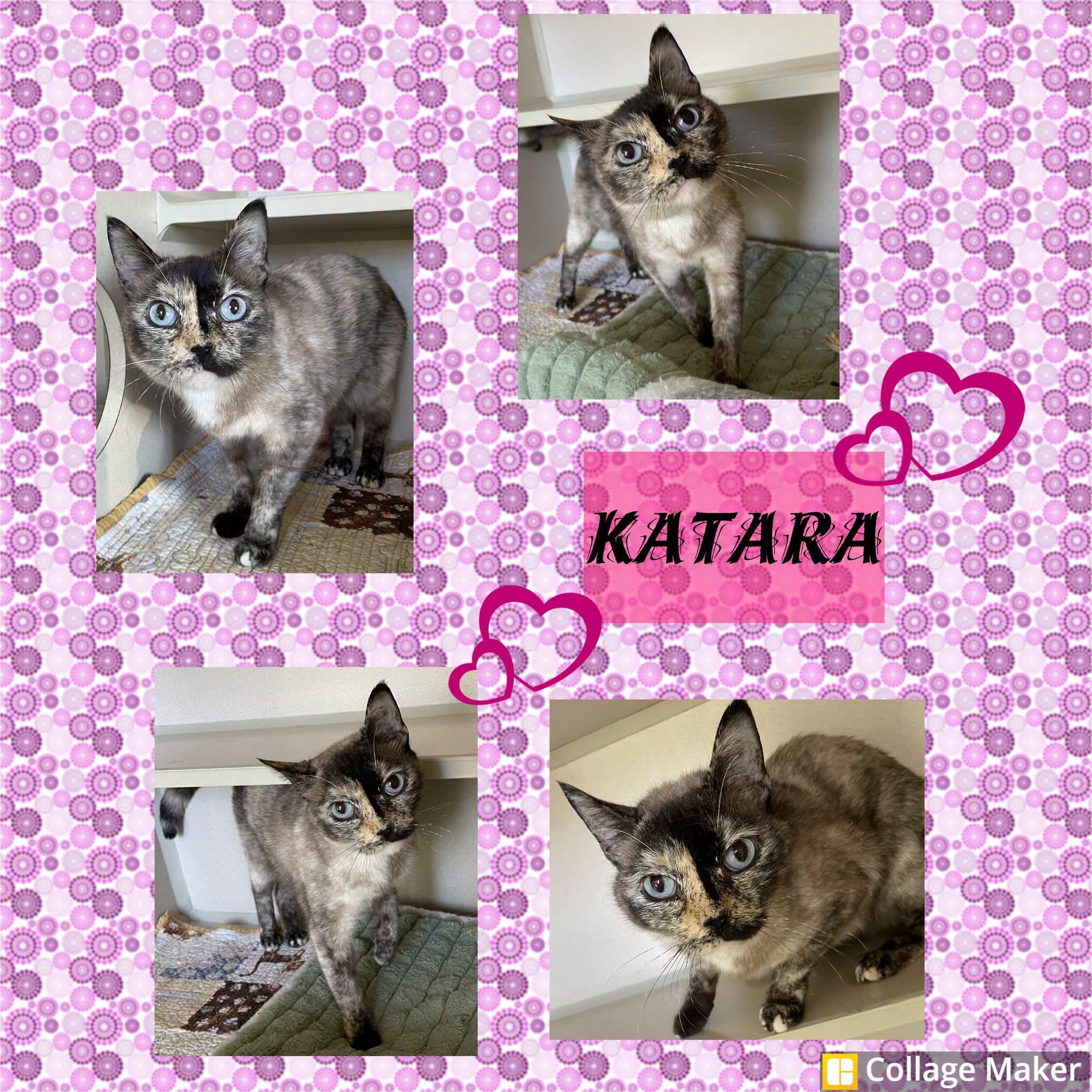 Katara, ADOPTABLE, Adult Female Siamese.