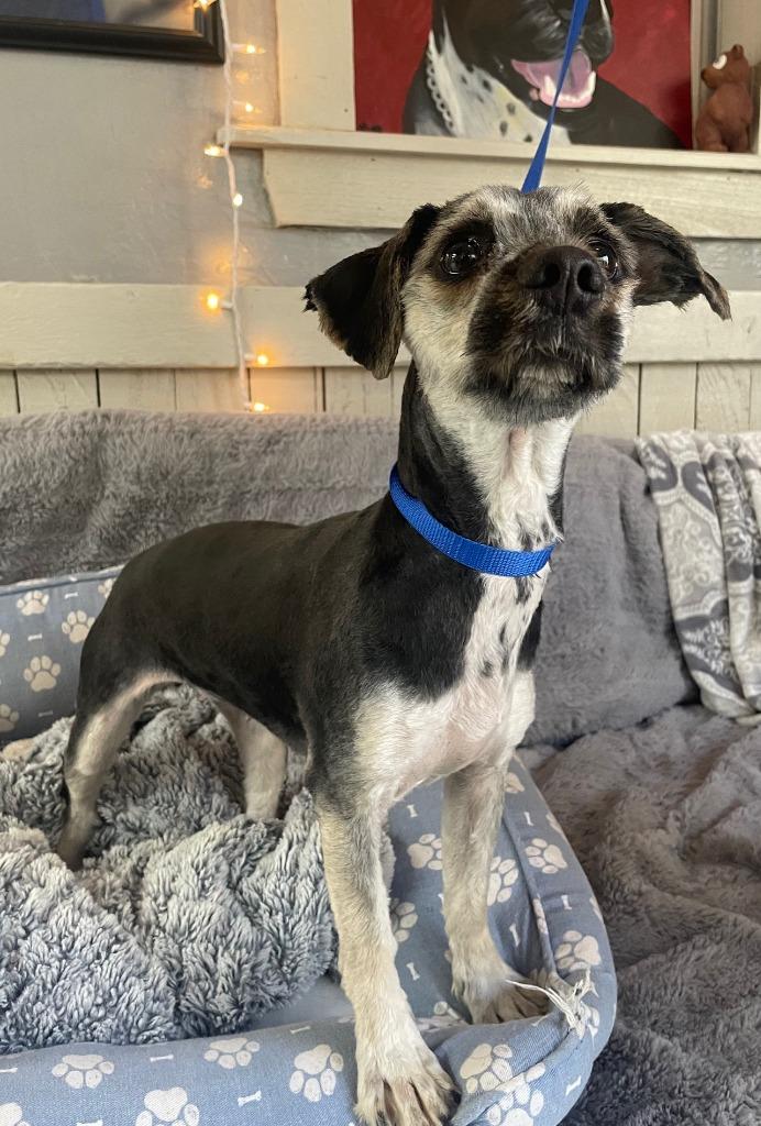 Muppet, a Adoptable Maltese in Fort Worth, TX image 2/2