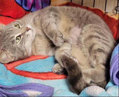 Rosie, Adoptable, Adult Female Domestic Short Hair.
