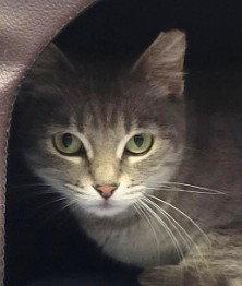 Enlarge Rosie, a Adoptable Domestic Short Hair in Shawnee, KS image 2/3